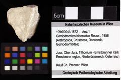 Foto (Objket + Etiketten) von Cracensigillatus acutirostris (Moericke, 1889) 